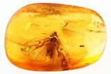 Detailed Fossil Planthopper (Fulgoroidea) In Baltic Amber #275342-1